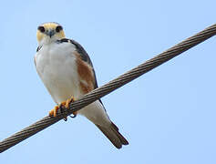 Pearl Kite