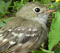 Small-billed Elaenia