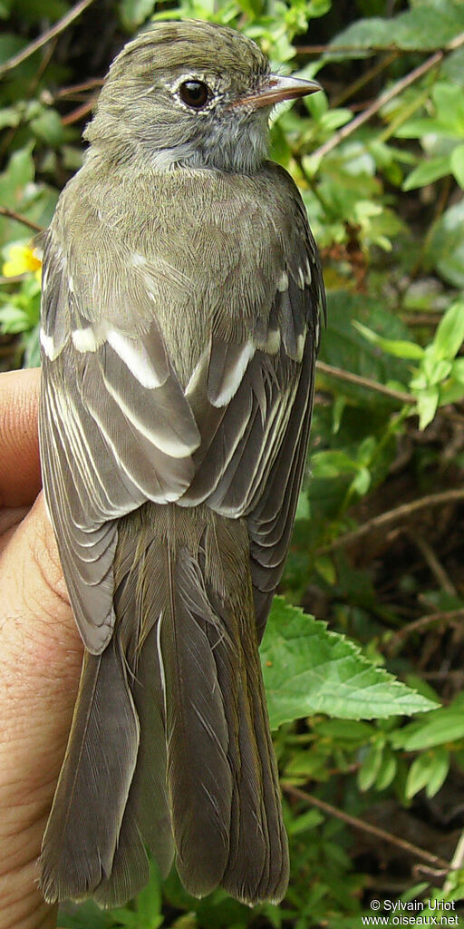 Small-billed Elaenia