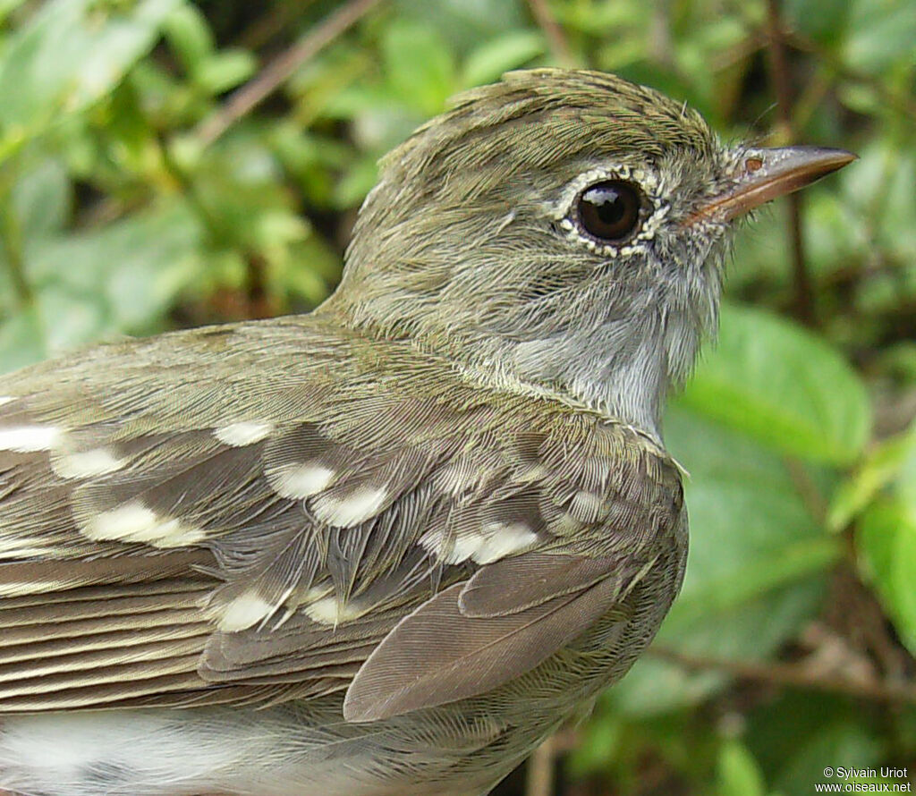 Small-billed Elaenia