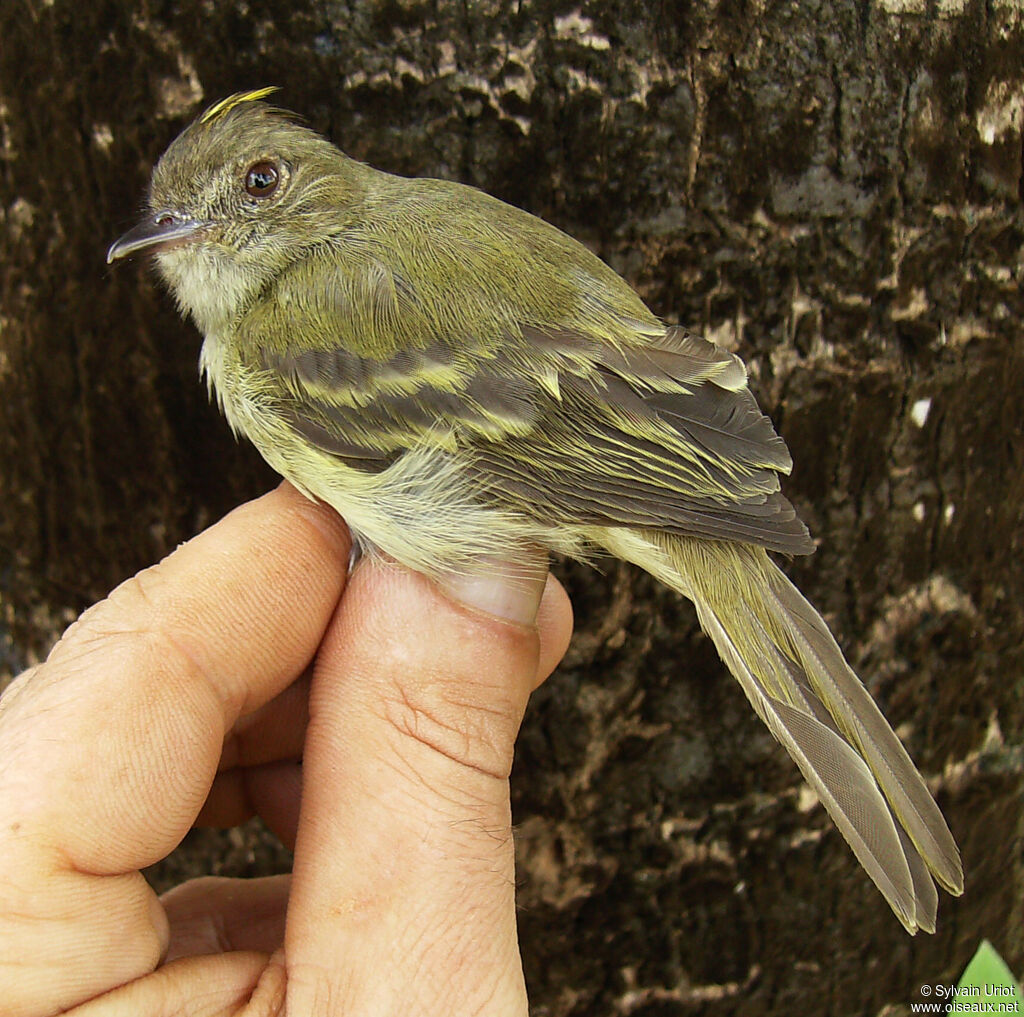 Yellow-crowned Elaeniaadult