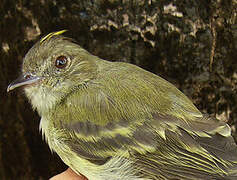 Yellow-crowned Elaenia