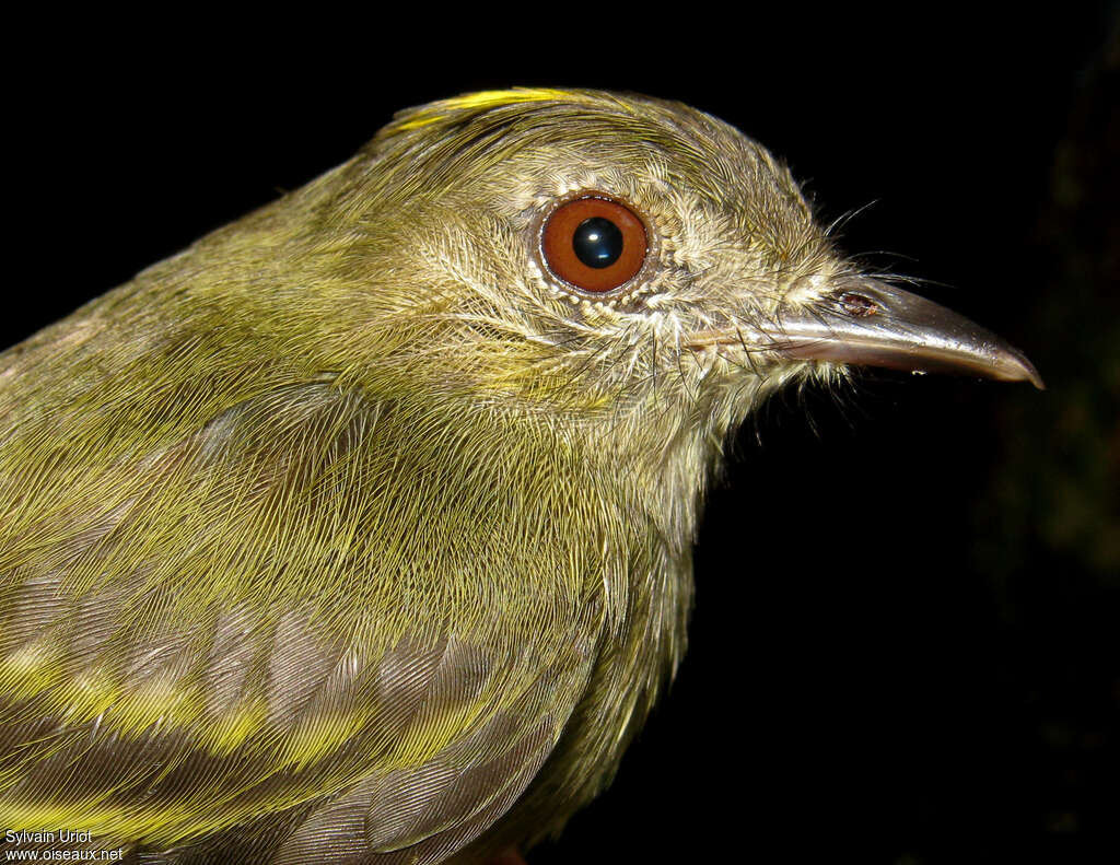 Élénie à couronne d'oradulte, portrait