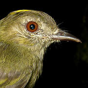 Yellow-crowned Elaenia