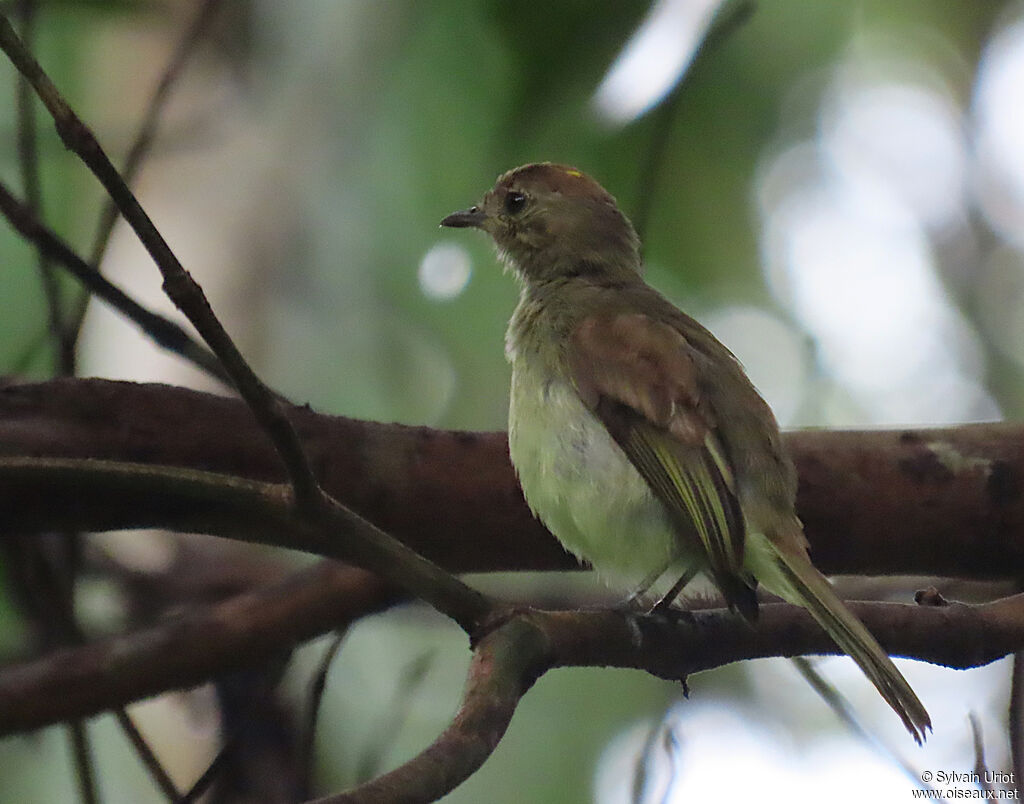 Yellow-crowned Elaeniaimmature