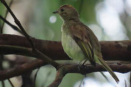 Yellow-crowned Elaenia