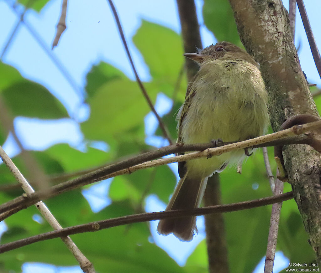 Yellow-crowned Elaeniaadult