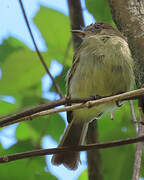 Yellow-crowned Elaenia