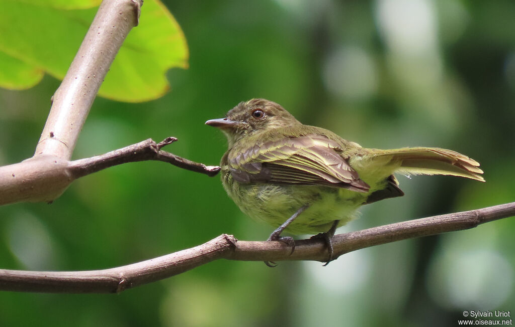 Yellow-crowned Elaeniaadult