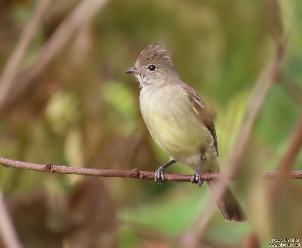 Yellow-bellied Elaeniaadult