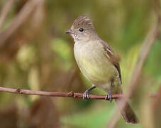 Yellow-bellied Elaenia