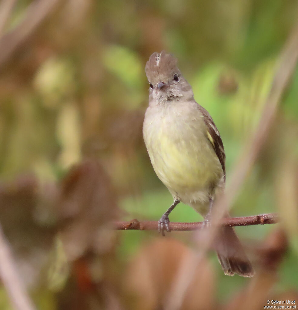 Yellow-bellied Elaeniaadult