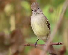 Yellow-bellied Elaenia