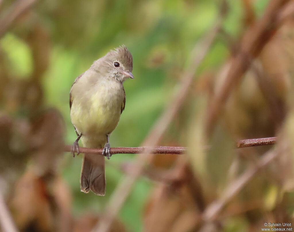 Yellow-bellied Elaeniaadult