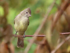 Yellow-bellied Elaenia