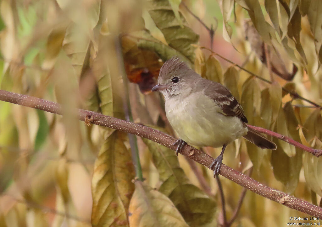 Yellow-bellied Elaeniaadult