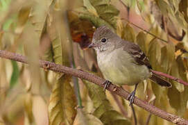 Yellow-bellied Elaenia