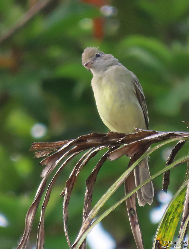 Yellow-bellied Elaeniaimmature