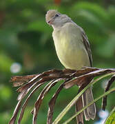 Yellow-bellied Elaenia