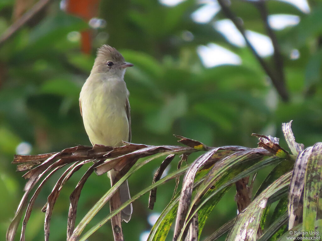 Yellow-bellied Elaeniaimmature