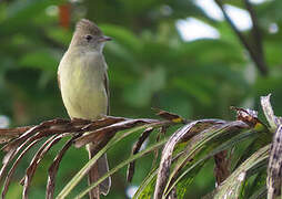 Yellow-bellied Elaenia