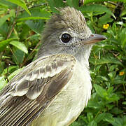 Yellow-bellied Elaenia