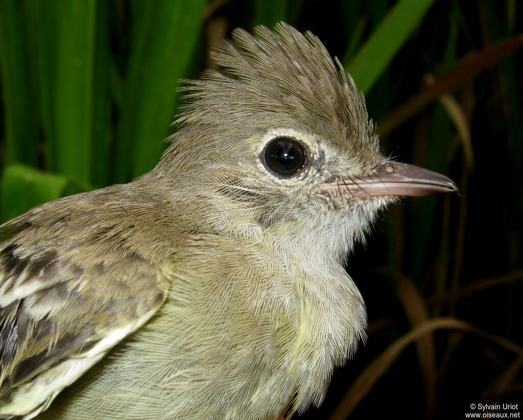 Yellow-bellied Elaeniaimmature