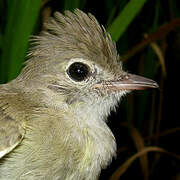 Yellow-bellied Elaenia