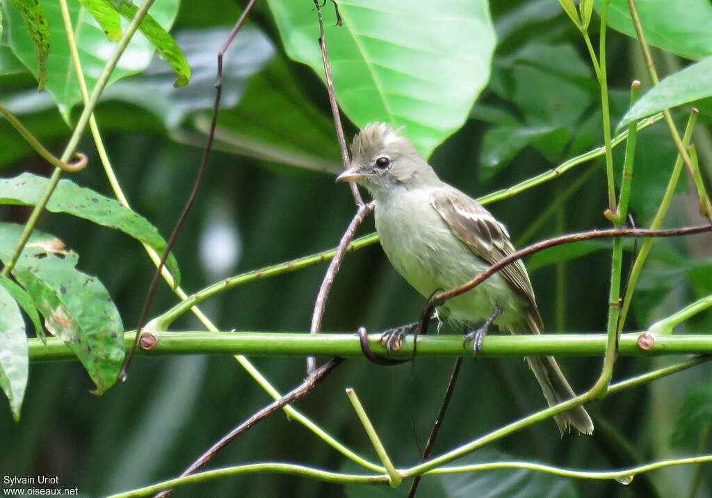 Yellow-bellied Elaeniaadult, habitat, pigmentation