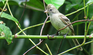 Yellow-bellied Elaenia