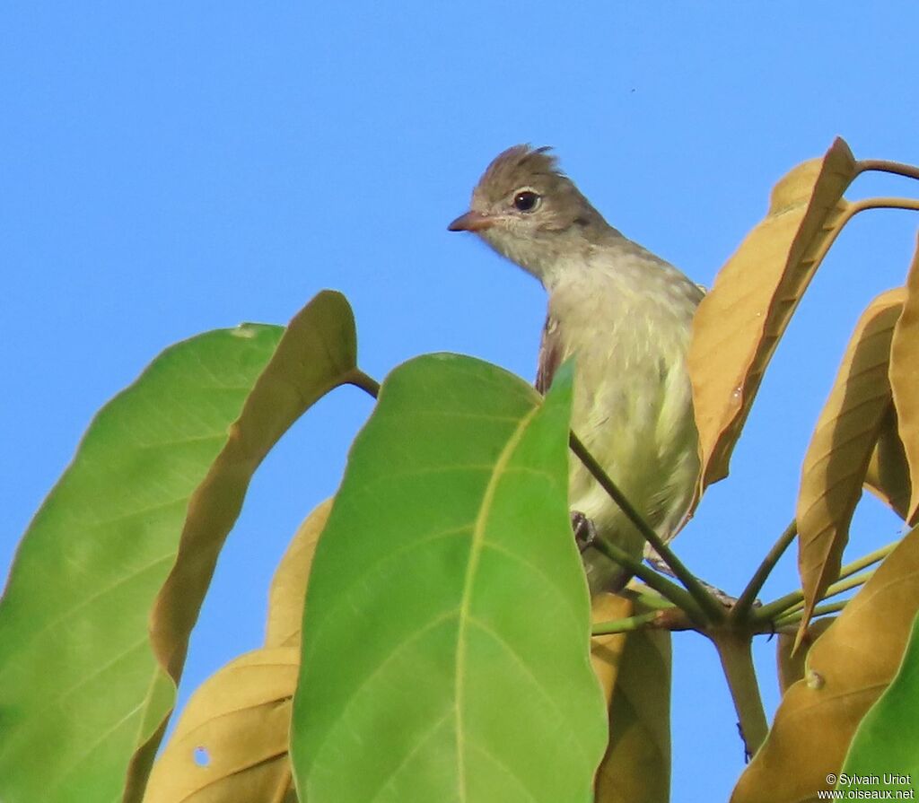 Yellow-bellied Elaeniaadult