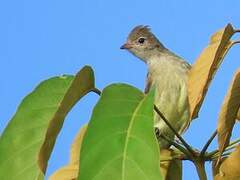 Yellow-bellied Elaenia