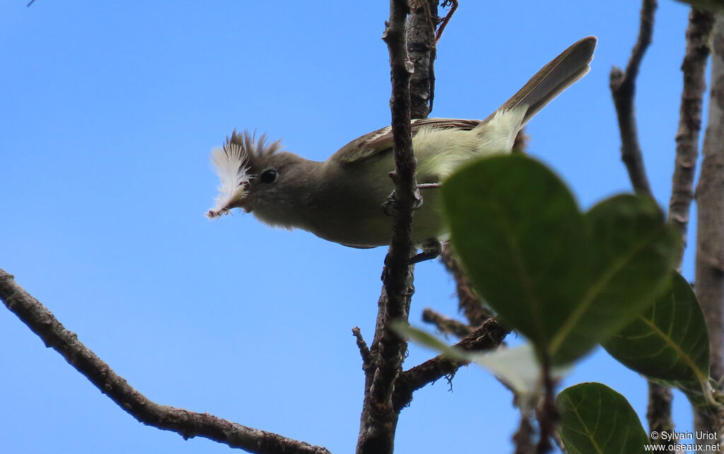 Yellow-bellied Elaeniaadult, Reproduction-nesting