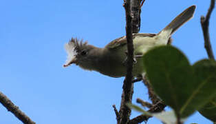 Yellow-bellied Elaenia