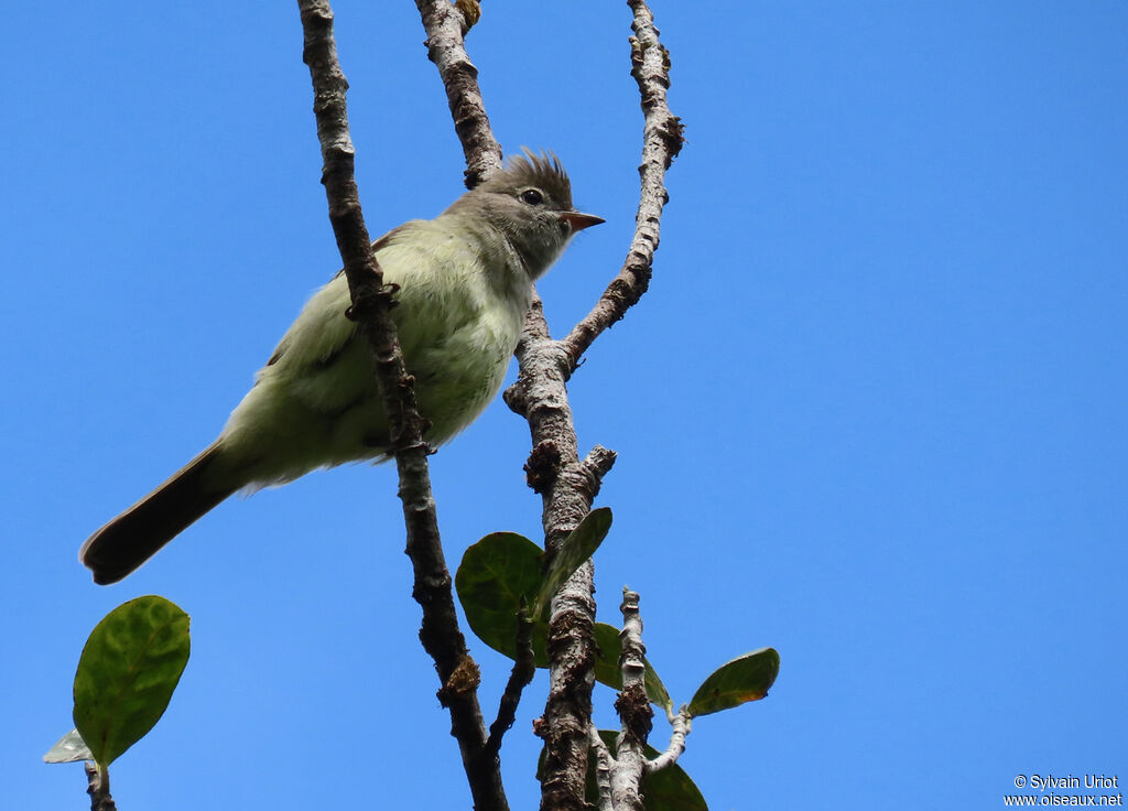 Yellow-bellied Elaeniaadult