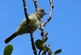 Yellow-bellied Elaenia