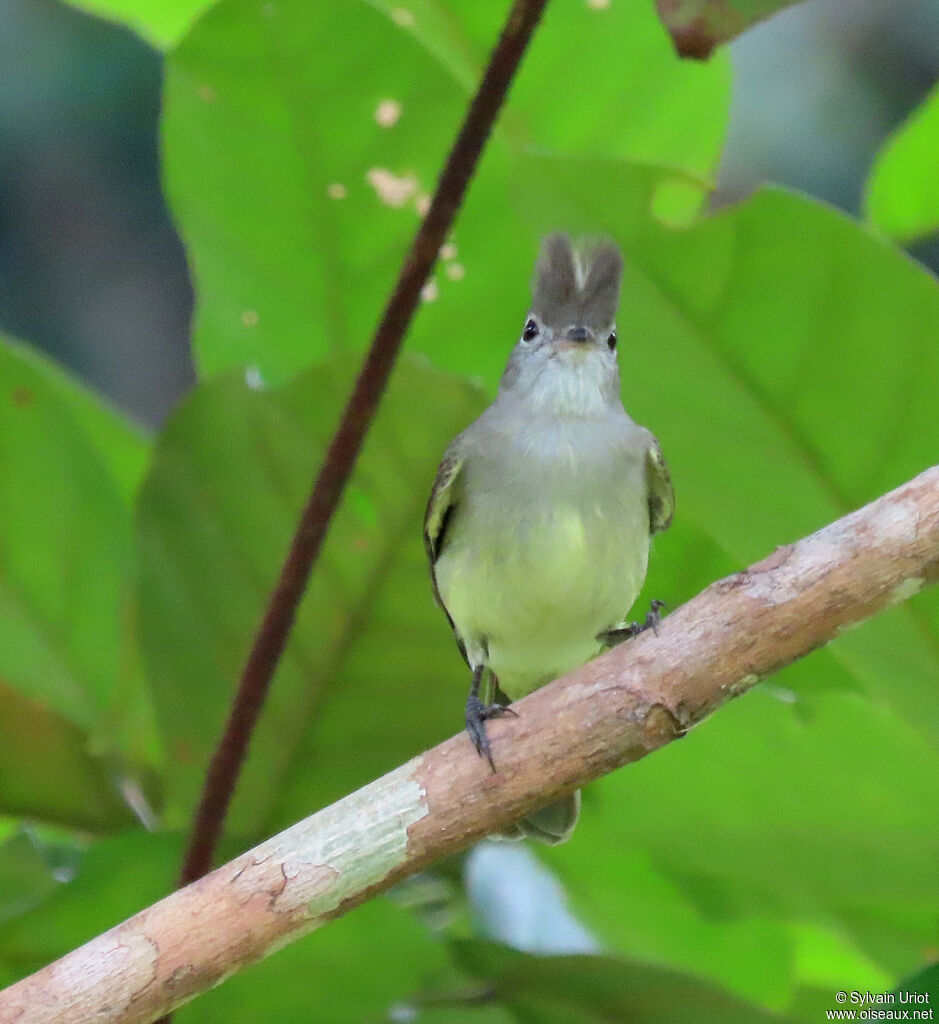 Yellow-bellied Elaeniaadult