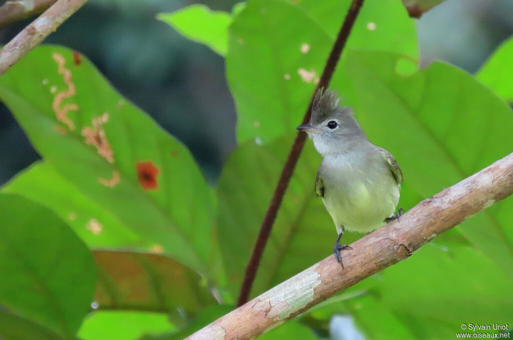 Yellow-bellied Elaeniaadult