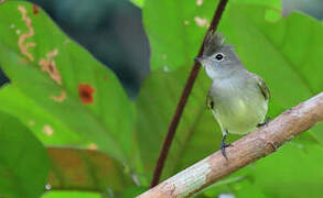 Yellow-bellied Elaenia