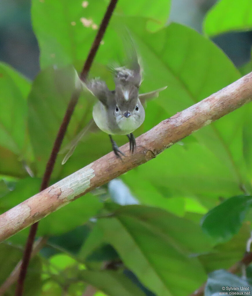 Yellow-bellied Elaeniaadult