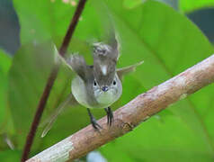 Yellow-bellied Elaenia