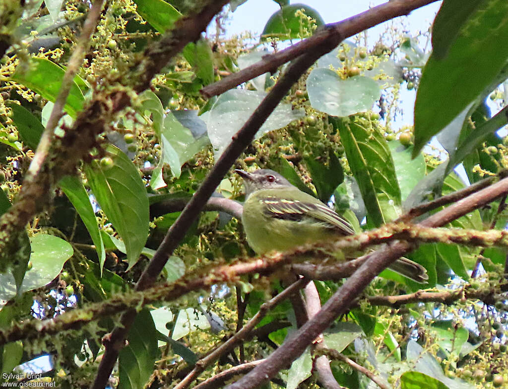 Élénie d'avant-monts adulte, identification