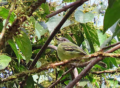 Foothill Elaenia