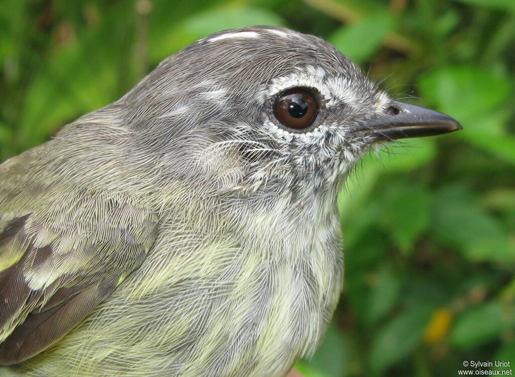 Forest Elaenia