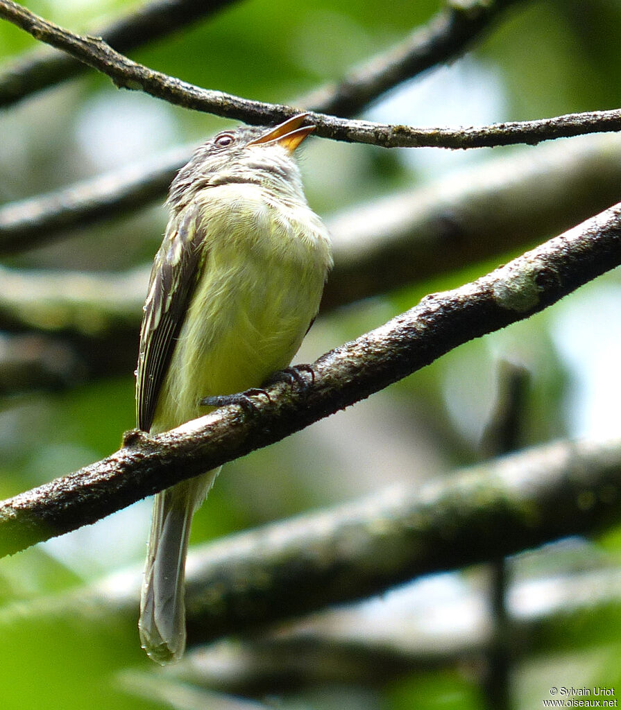 Forest Elaeniaadult