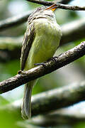 Forest Elaenia