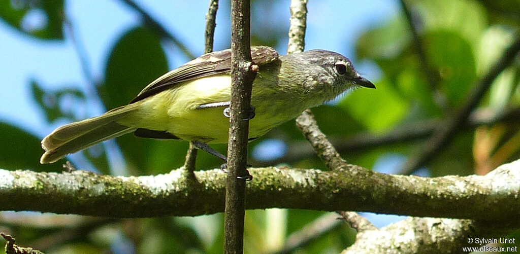 Forest Elaenia