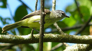 Forest Elaenia