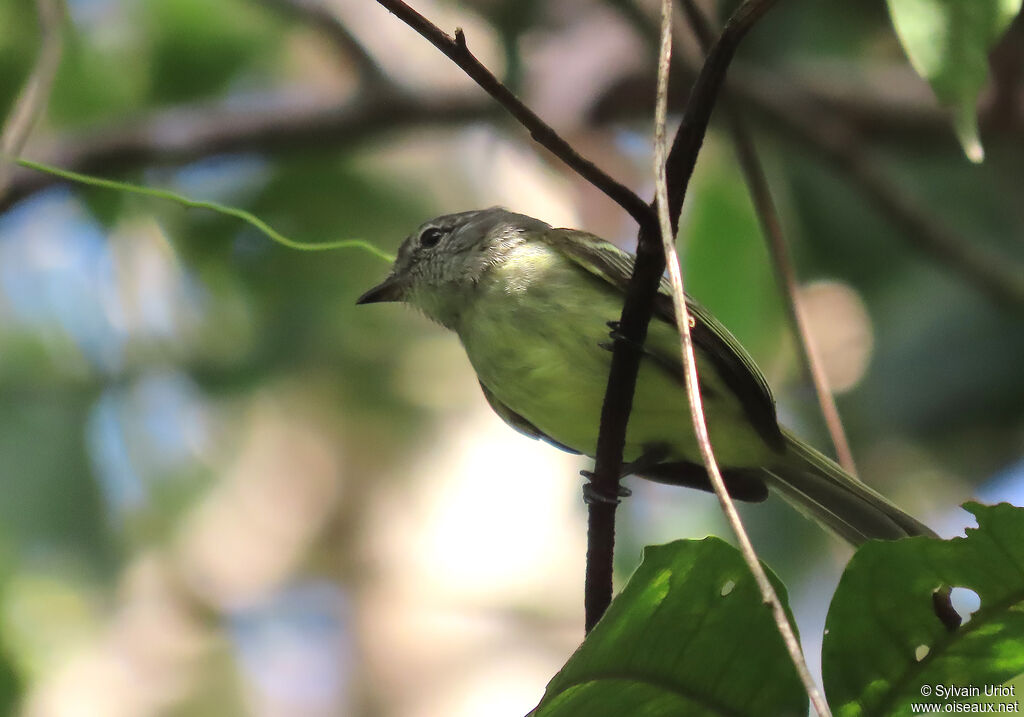 Forest Elaeniaadult