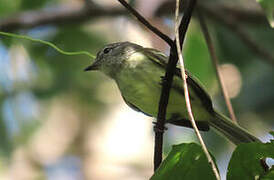 Forest Elaenia